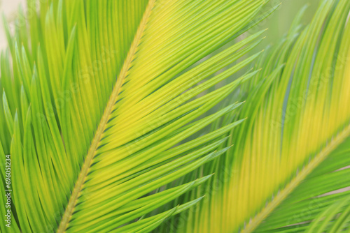 Details and natural lines of leaves and plants. Abstract tropical palm leaf texture and background. Abstract green leaf texture. Nature background. Forest plant for nature wallpaper.