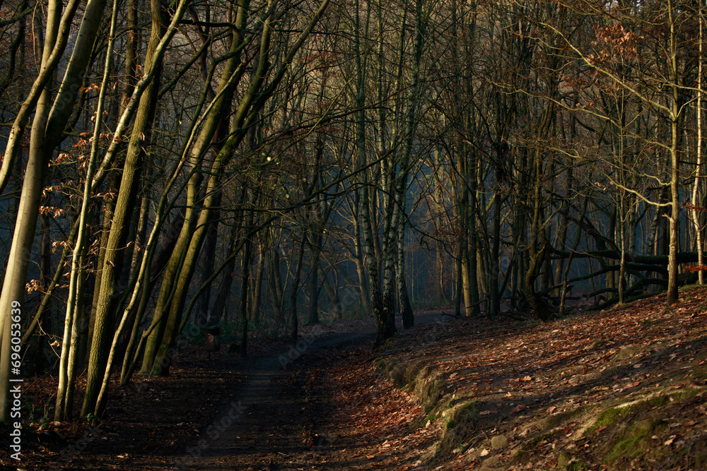 Fototapeta premium Misty forest