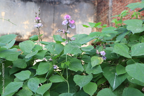 flowers in the garden