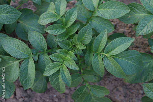 potato leaves in the garden