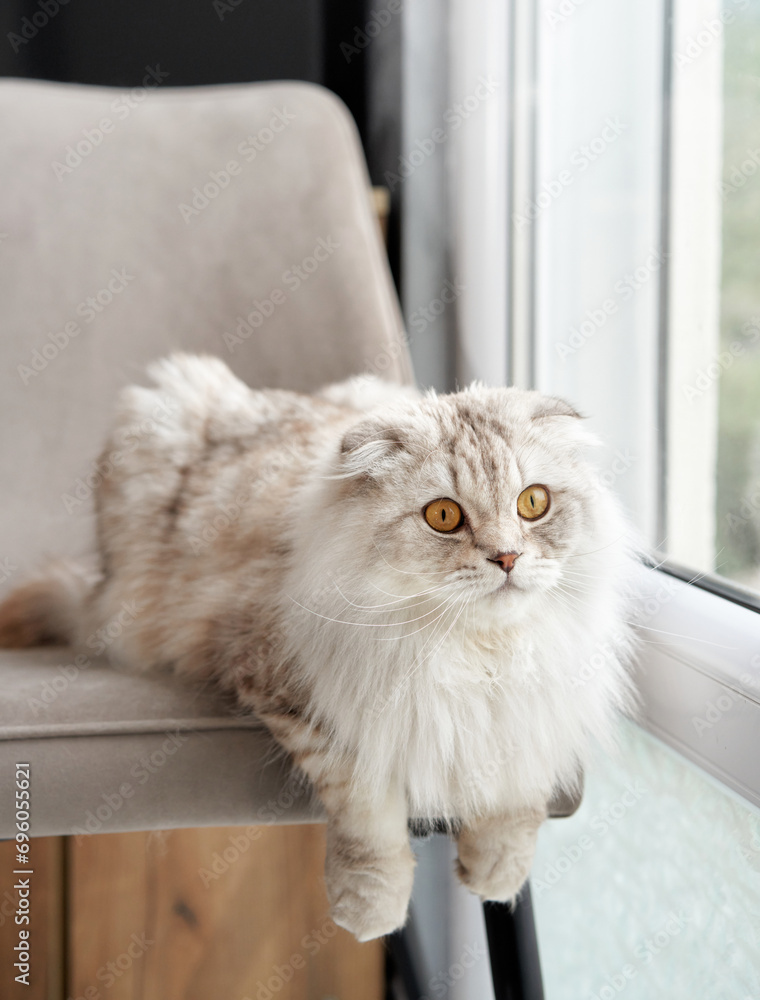 A fluffy Scottish Fold cat lounges on a chair, its wide eyes gazing out a window with mountain views. This indoor scene captures the cat's calm demeanor and luxurious fur