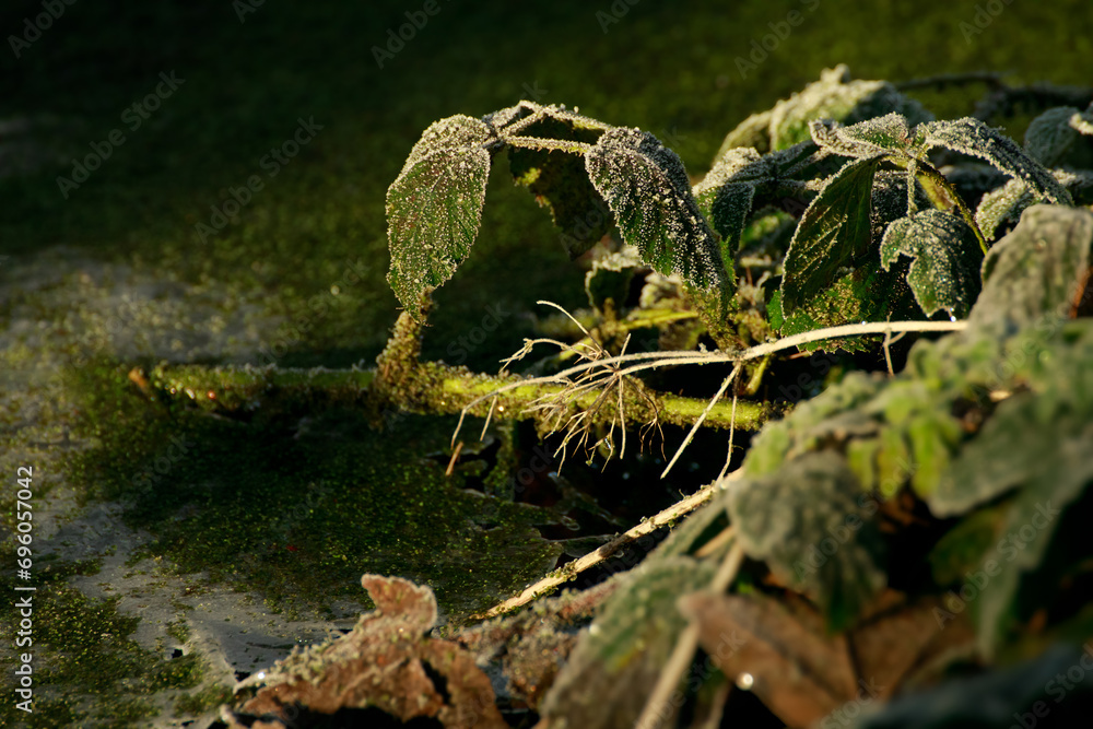Obraz premium Winter nature