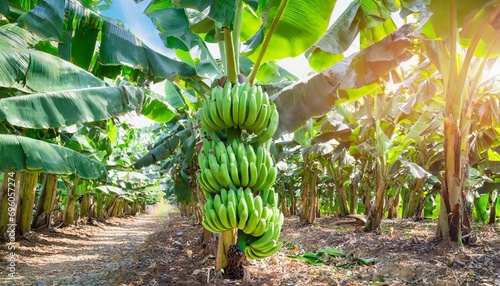 giant cavendish banana bunch on the plantation photo