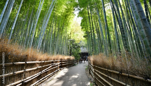 kyoto japan bamboo forest