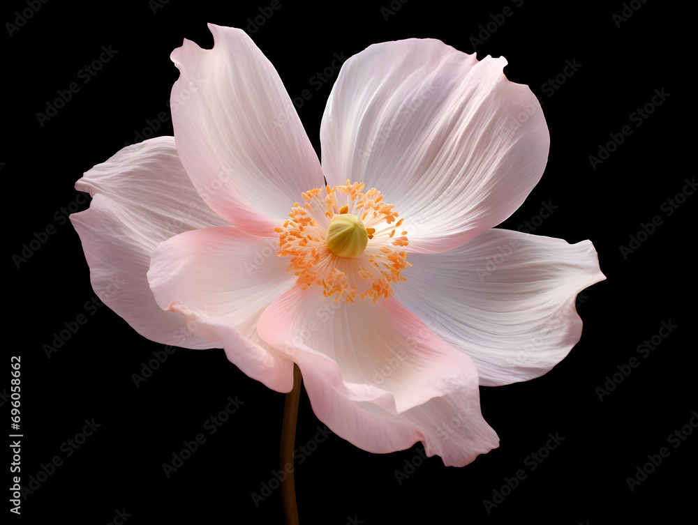 Anemone flower in studio background, single anemone flower, Beautiful flower, ai generated image Anemone flower in studio background, single anemone flower, Beautiful flower, ai generated image