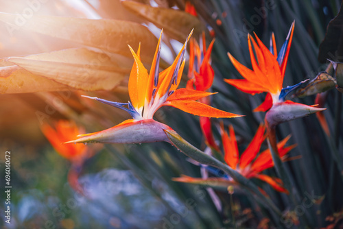 Kwiat Strelicja królewska (Strelitzia Reginae), rozmyte tło photo