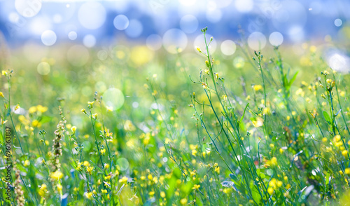 Vibrant floral meadow under sunlight, selective focus on blossoming flowers.