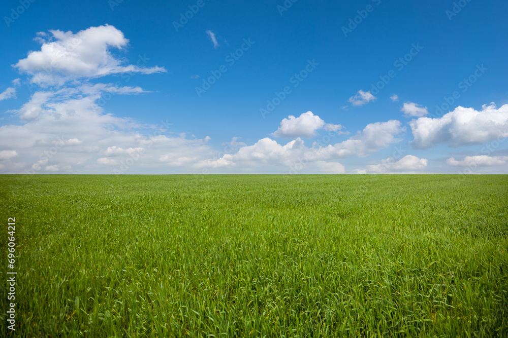  Vibrant green grassland in a rural field under a blue sky.