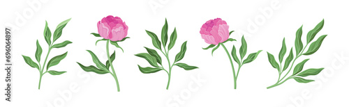 Lush Pink Peony Flower Bud with Green Stem and Leaves Vector Set