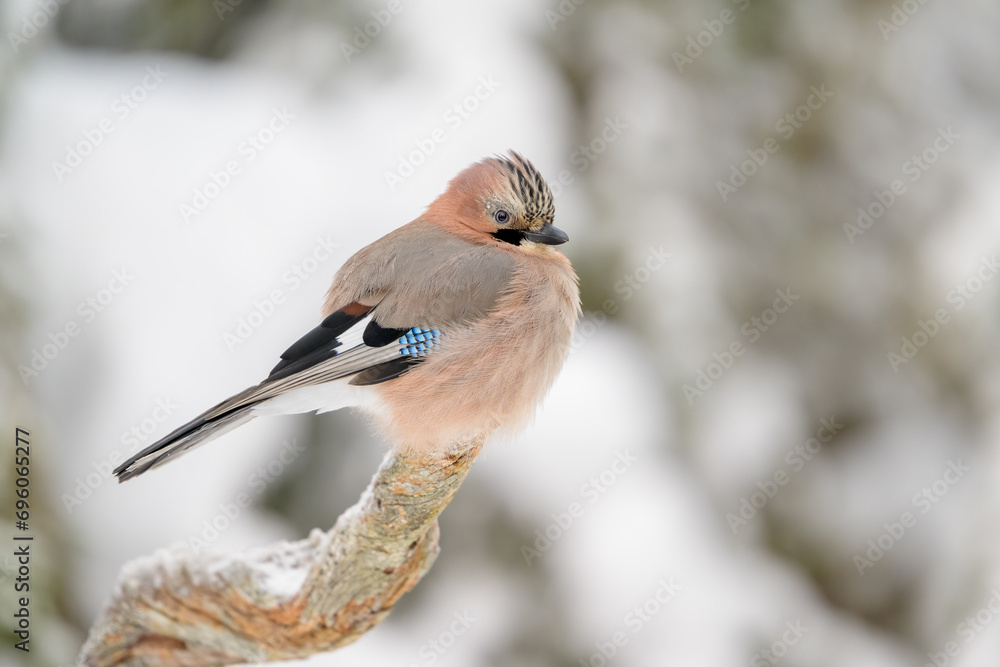 Φωτογραφία Eurasian jay (Garrulus glandarius) in snow