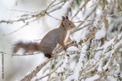 Cute Norwegian Red squirrel (Sciurus vulgaris) in snow