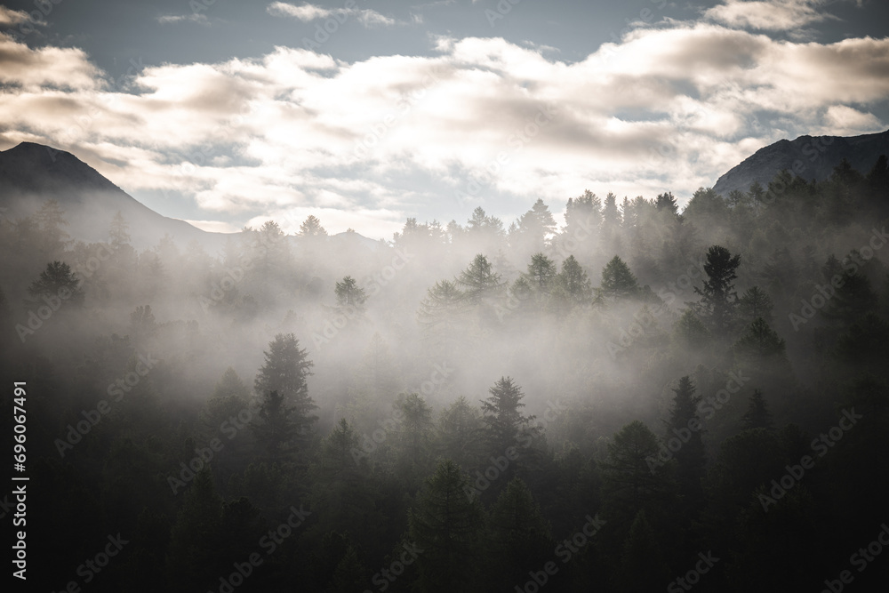 Fotografie Mystical Forest Morning Light
