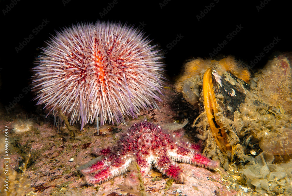 Ταπετσαρία The biodiversity of Oslo fjord