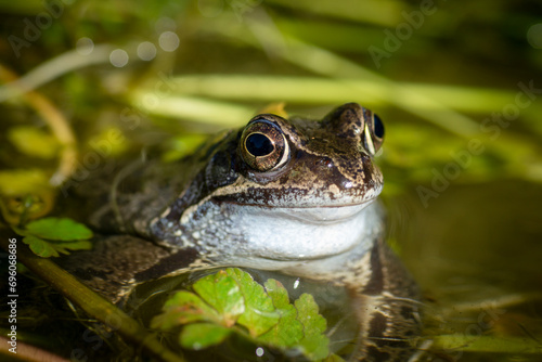 Beautiful portrait of a frog, Rana temporaria, in a pond at mating season. also known as the European common frog or European grass frog. Close-up.