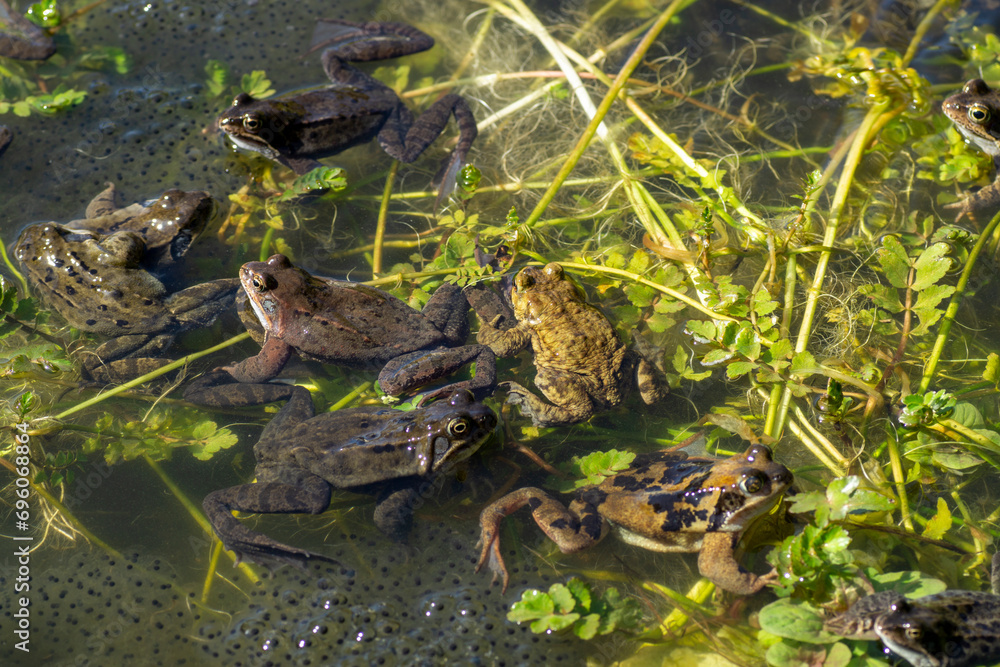 Frogs fight to fertilize the eggs with their seed. Rana temporaria, grayish males and a few brownish females, also known as the European common frog. Frogs fight to fertilize the eggs with their seed. Rana temporaria, grayish males and a few brownish females, also known as the European common frog.