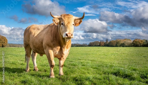 blonde d aquitaine bull in green grassy meadow with blue sky as background photo