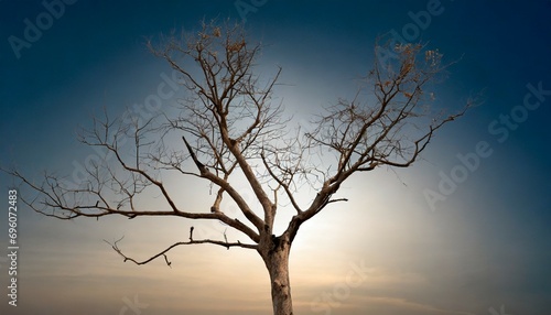 branch of dead tree on white background with clipping path