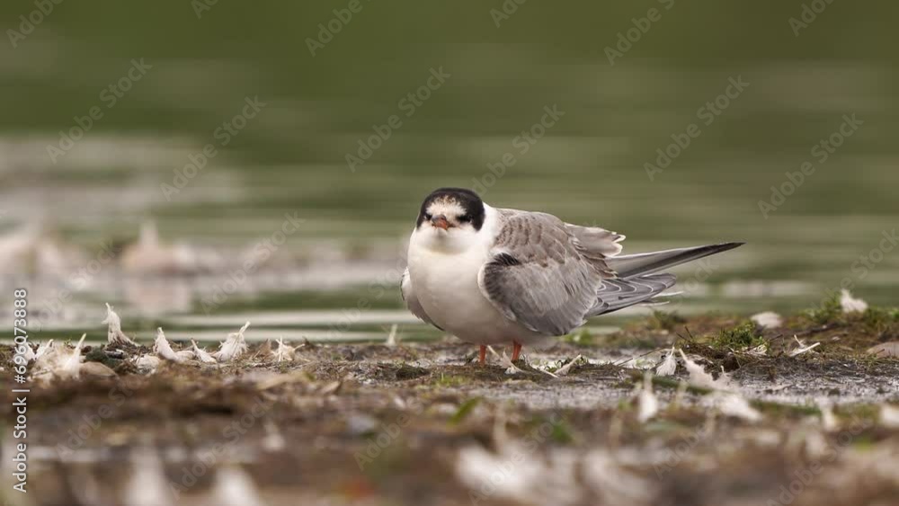 A juvenile common tern (Sterna hirundo) standing on the border of a lake A juvenile common tern (Sterna hirundo) standing on the border of a lake
