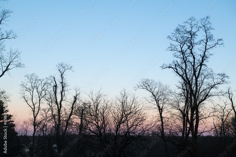 Bare Tree Background Bare Tree Background