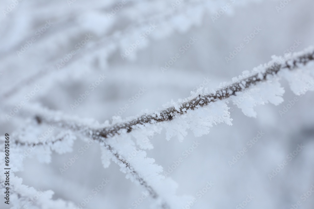 Frosty branch on blurred background, closeup. Winter season Frosty branch on blurred background, closeup. Winter season