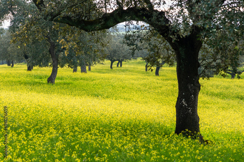 Spring in the Dehesa: Yellow Flowers among the Holm Oaks of Extremadura.
