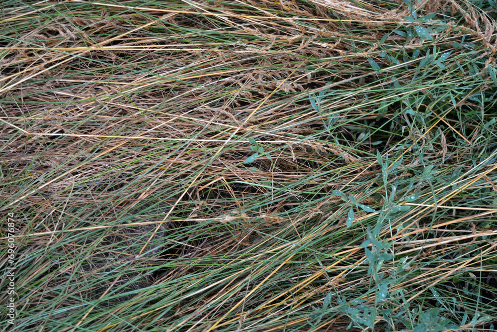 Long thin green grass with schema trunk, golden hay and green grass, knotweed growing in the garden, landscape and green background. Long thin green grass with schema trunk, golden hay and green grass, knotweed growing in the garden, landscape and green background.