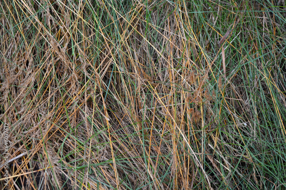 Long thin green grass with schema trunk, golden hay and green grass, knotweed growing in the garden, landscape and green background. Long thin green grass with schema trunk, golden hay and green grass, knotweed growing in the garden, landscape and green background.