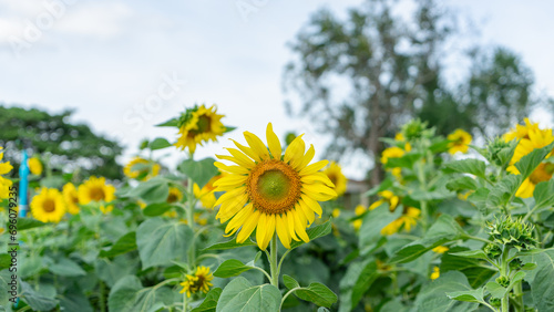 Image of a sunflower field starting to bloom for winter.The sunflowers are bright yellow. It is in the midst of a garden where large trees are planted. There is also a small pavilion.