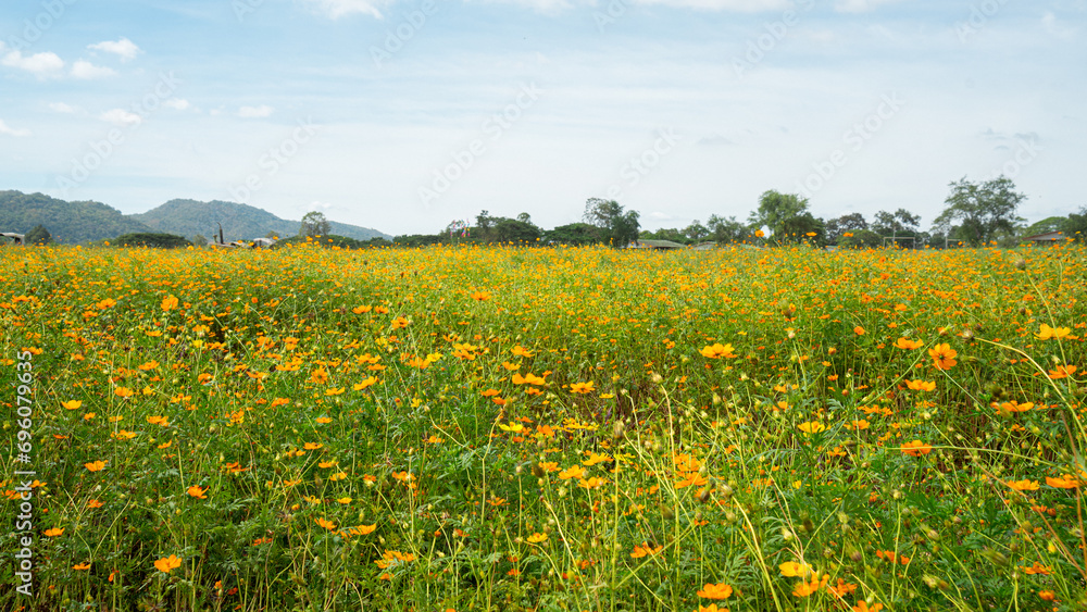 Picture of a field of yellow-orange flowers It is blooming all over the garden. Behind there is a line of large trees and small mountains. It's the background. Contrasting with the color of the sky 