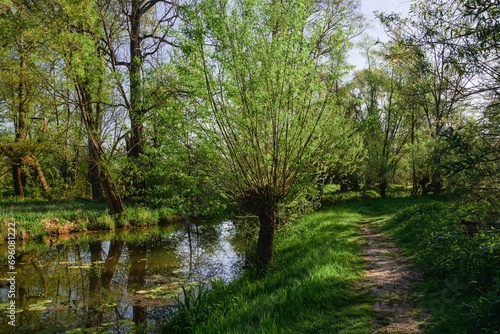 Footpath around the willows by the water. Slaniska, Studenka. Northeast Moravia. Czechia. 