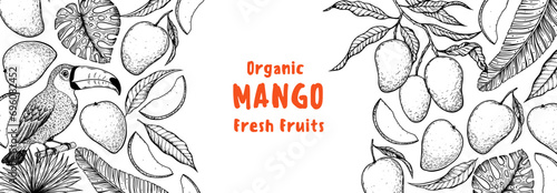 Ripe mango and toucan bird sketch. Hand drawn vector illustration. Tropical fruit. Packaging design, menu design, juice packaging. Mango frame.