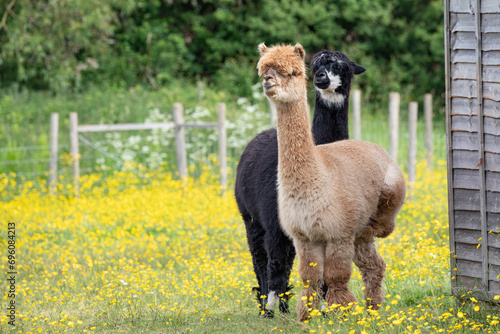 Alpaca in the meadow photo