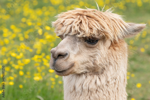 alpaca portrait  photo