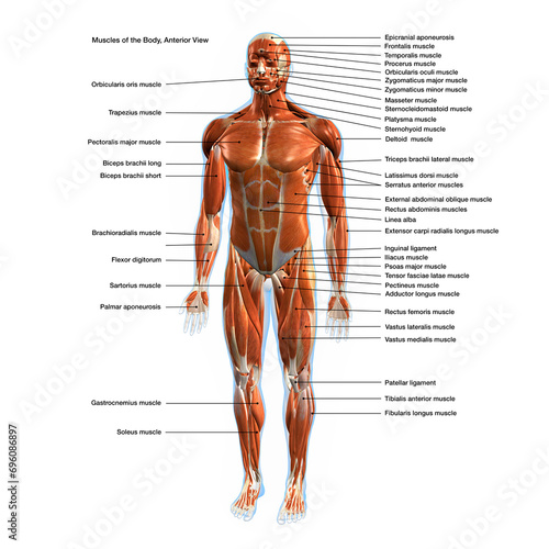 Labeled Muscles of the Human Body Chart, Anterior View photo