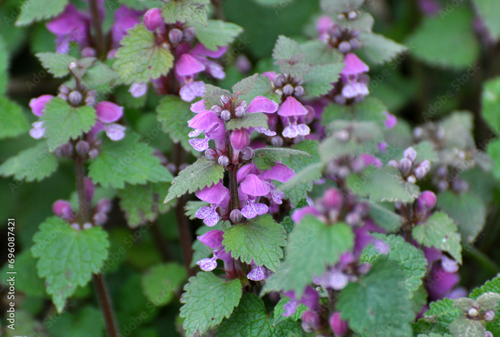 It blooms in nature deaf nettle purple (Lamium purpureum) It blooms in nature deaf nettle purple (Lamium purpureum)