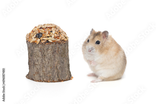 Small brown Dzhungarian hamster and a grain delicacy photo