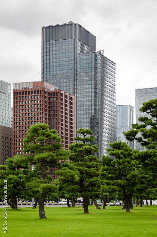 Office buildings behind pine trees in Tokyo Japan.