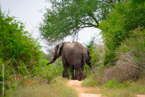 Beautiful wild elephant in her natural habitat in South Africa