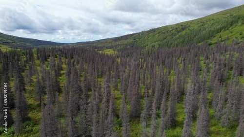 ALASKA - 2023 - Excellent aerial footage moving slowly across a forest of spruce trees killed by beetles in Alaska's Hatcher Pass. photo