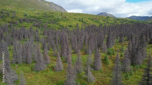 ALASKA - 2023 - Excellent aerial footage passing slowly over a forest of spruce trees killed by beetles in Alaska's Hatcher Pass. photo