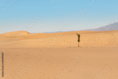 Lonely tree in the hot desert