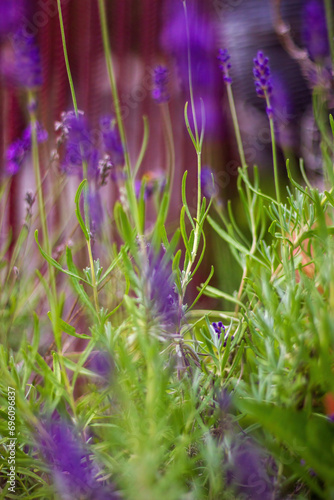 Close up of a lavender plants or flowers