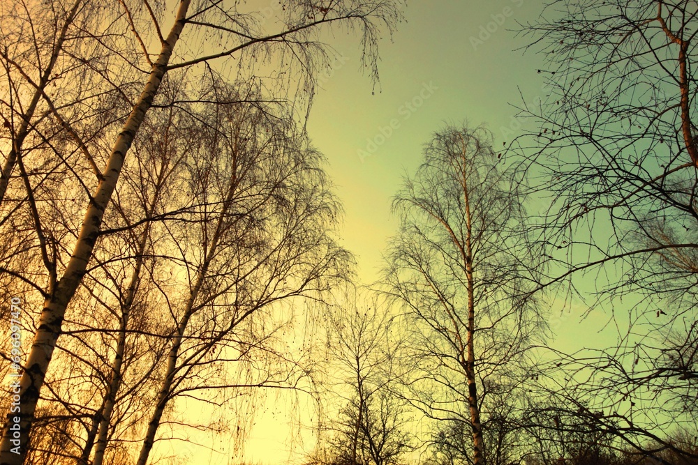 Photo preparation for a calendar and postcard in early January - Winter landscape of bare birch trees on the silhouette of the sky beautifully illuminated by sunlight at sunset Photo preparation for a calendar and postcard in early January - Winter landscape of bare birch trees on the silhouette of the sky beautifully illuminated by sunlight at sunset