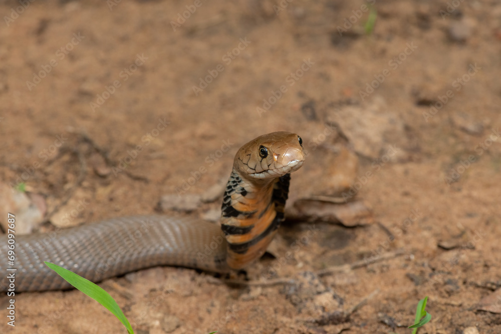 Fototapeta premium Closeup of the beautiful hood of the highly venomous Mozambique Spitting Cobra (Naja mossambica) 