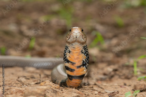 Closeup of the beautiful hood of the highly venomous Mozambique Spitting Cobra (Naja mossambica) 