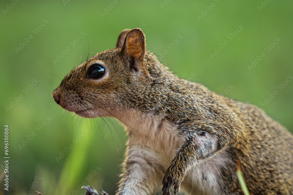 Fototapeta premium Young Squirrel Closeup Side View Showing Healing Wound