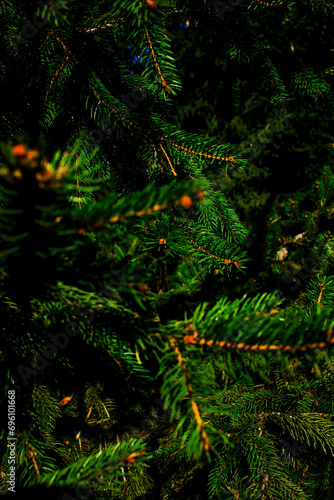 A spruce branch on a blurred background