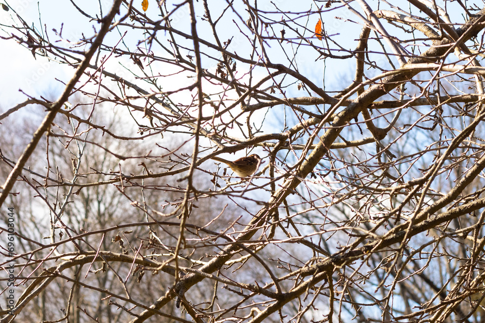 This cute little sparrow sat perched in the tree. The small bird with brown feathers is trying to hide and stay safe. These are songbirds and sound so pretty. The branches are without leaves. This cute little sparrow sat perched in the tree. The small bird with brown feathers is trying to hide and stay safe. These are songbirds and sound so pretty. The branches are without leaves.