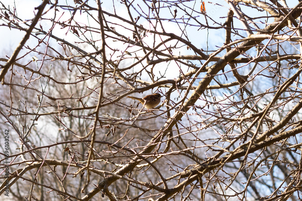This cute little sparrow sat perched in the tree. The small bird with brown feathers is trying to hide and stay safe. These are songbirds and sound so pretty. The branches are without leaves. This cute little sparrow sat perched in the tree. The small bird with brown feathers is trying to hide and stay safe. These are songbirds and sound so pretty. The branches are without leaves.