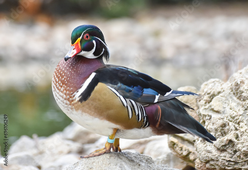 Male Wood Duck standing on rock. Colorful carolin duck.	